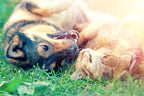 Easy Actions to Become a Sustainable Pet Parent