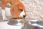 Easy Actions to Become a Sustainable Pet Parent