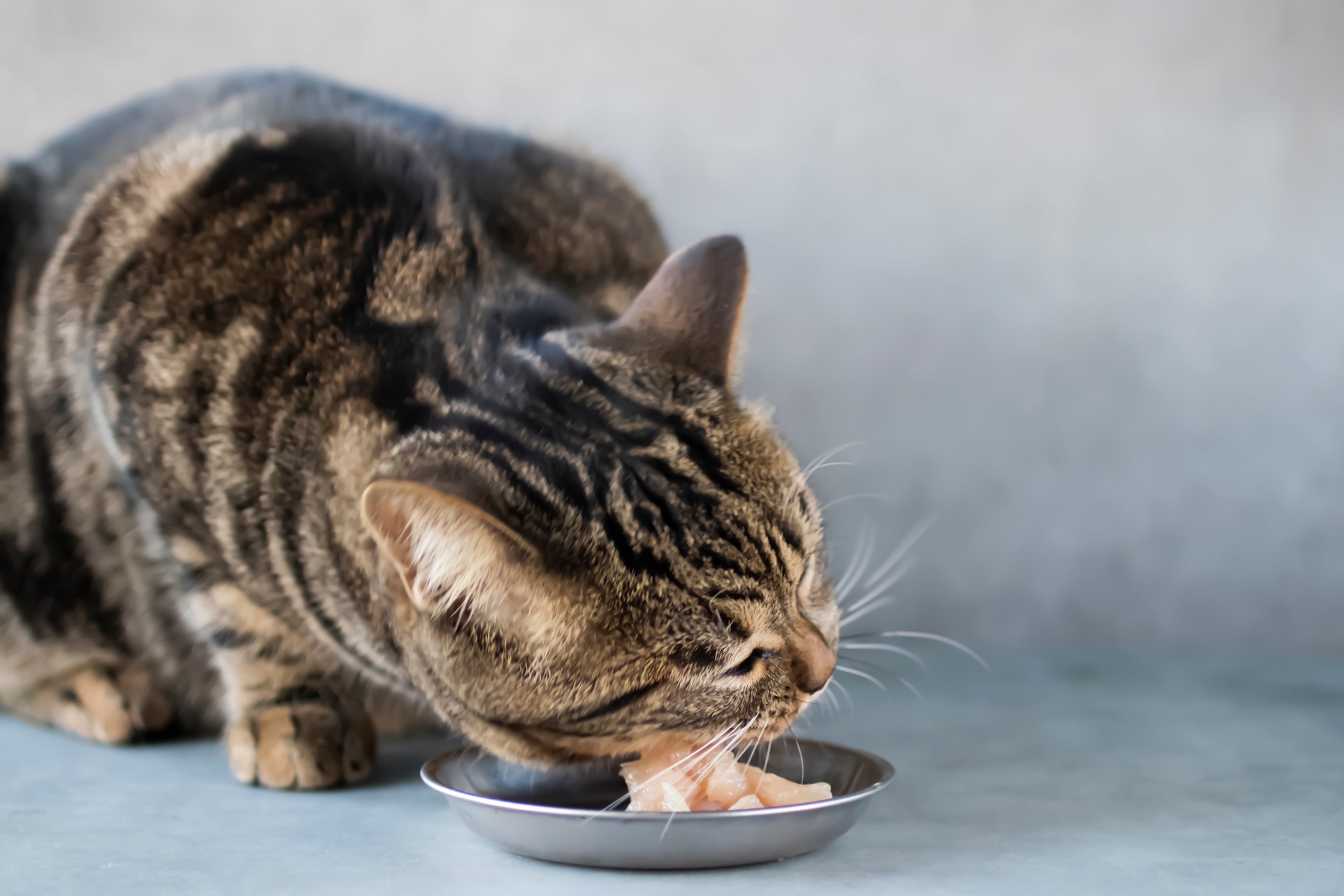 Eco-Friendly Pet Food: Here’s What to Look for