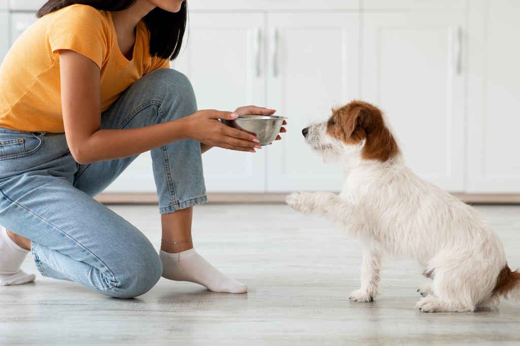 Eco-Friendly Pet Food: Here’s What to Look for