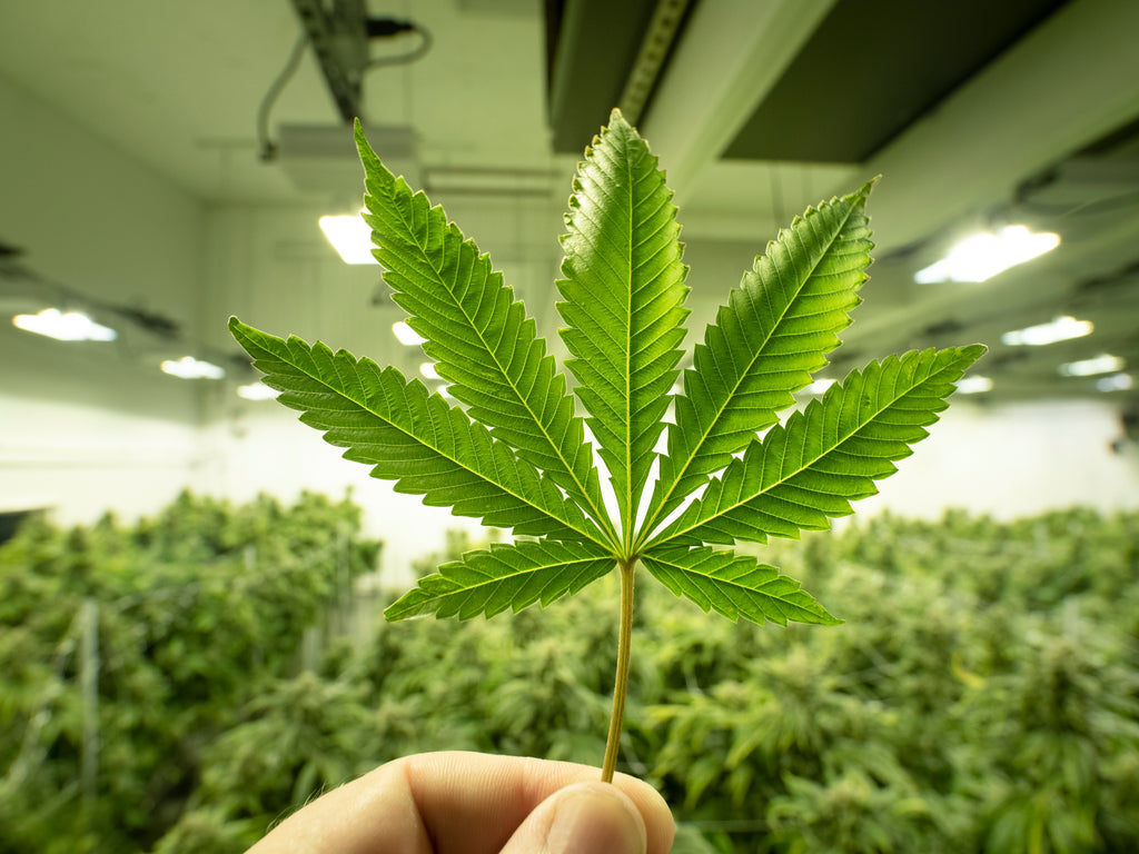 Essential Tips for At-Home Hydroponic Cannabis Growing