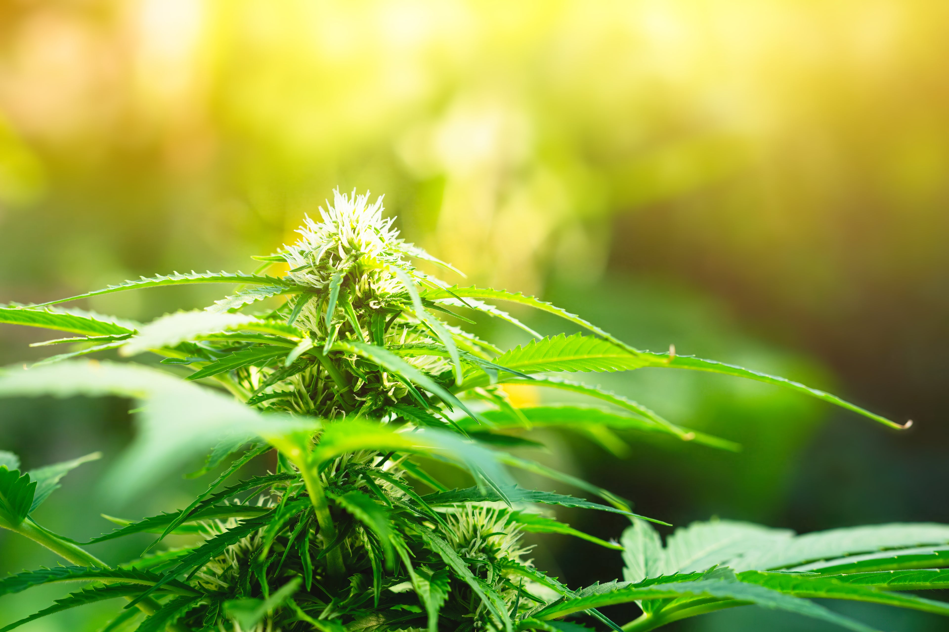 Essential Tips for At-Home Hydroponic Cannabis Growing