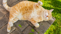 Feeding Your Pets: A Guide to Protect Them and the Environment