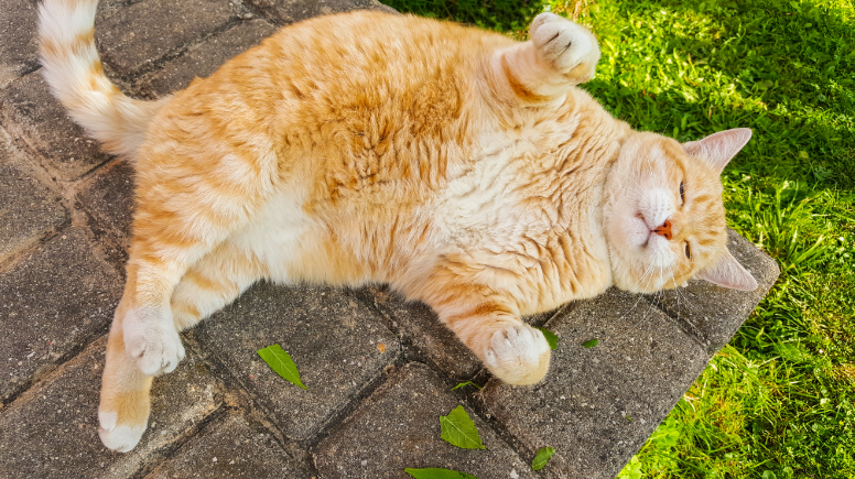 Feeding Your Pets: A Guide to Protect Them and the Environment