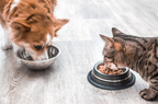 Feeding Your Pets: A Guide to Protect Them and the Environment