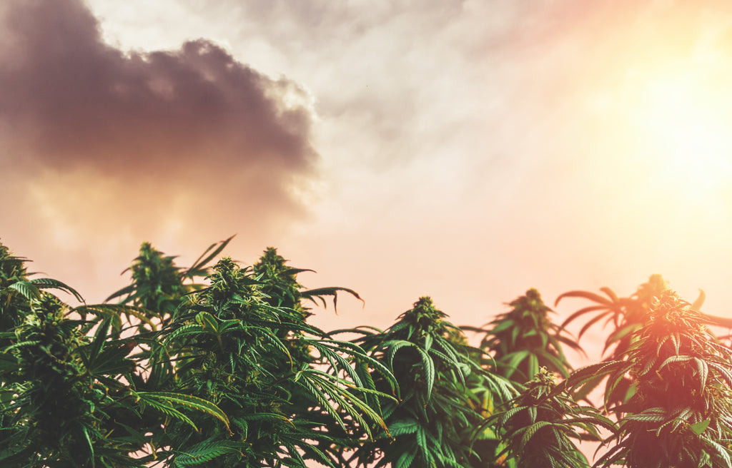 From Hemp to Hash: The Full History of Cannabis Plants