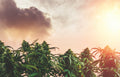 From Hemp to Hash: The Full History of Cannabis Plants