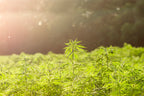 From Hemp to Hash: The Full History of Cannabis Plants