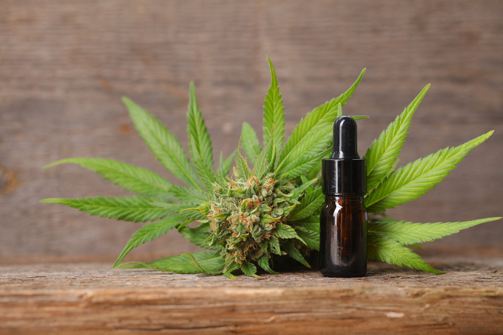 From Roots to Buds: 10 Things You Might Not Know About Marijuana