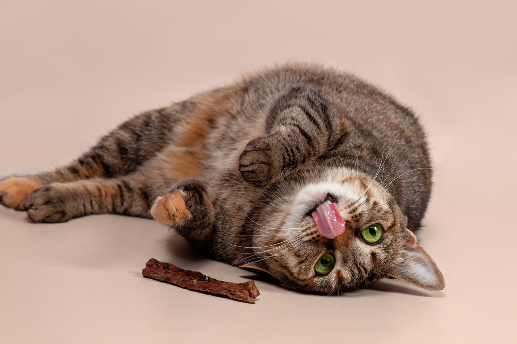 Give Your Fur Babies Extra Love with Homemade Treats