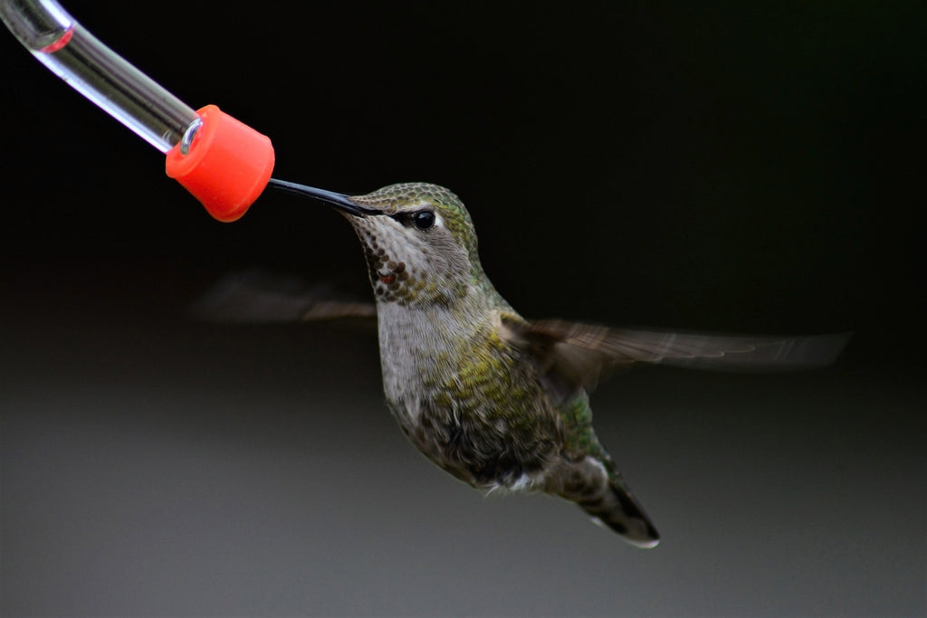 Give Your Garden a Spring Refresh with a DIY Bird Feeder