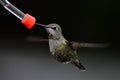 Give Your Garden a Spring Refresh with a DIY Bird Feeder