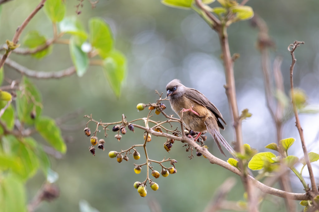 Give Your Garden a Spring Refresh with a DIY Bird Feeder
