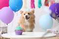 Give Your Fur Babies Extra Love with Homemade Treats