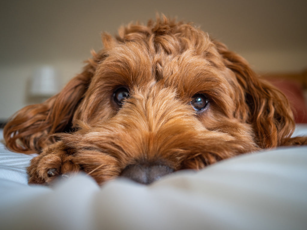 Green Pet Beds: Giving Your Pet Sustainable Comfort