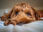 Green Pet Beds: Giving Your Pet Sustainable Comfort