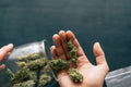 Grow Your Own Stash with These Beginner’s Cannabis Strains