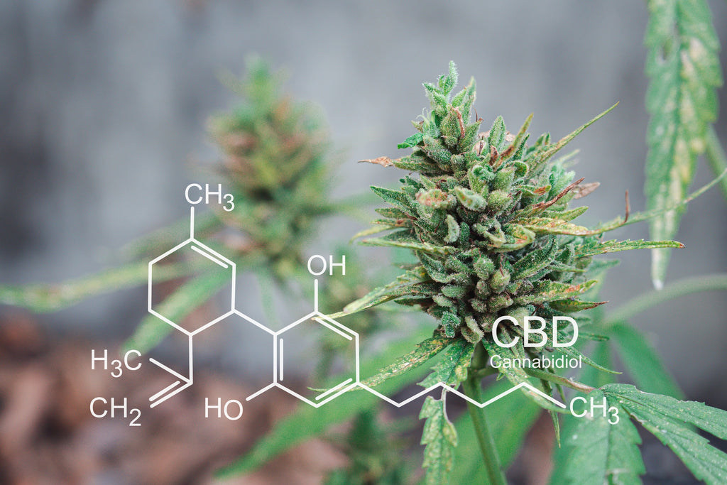 Guide to Delta-10: A New Cannabinoid On the Market