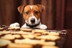 Help Protect the Planet with These Easy DIY Dog Treat Recipes