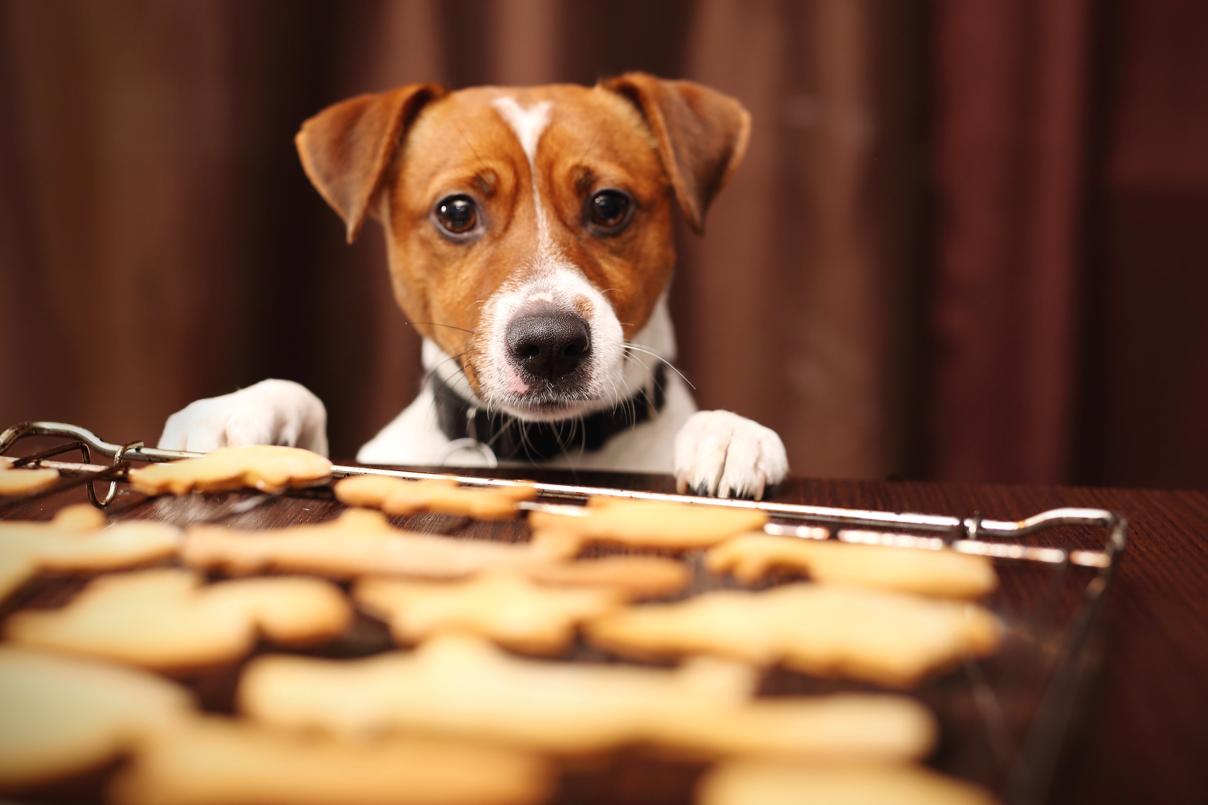 Help Protect the Planet with These Easy DIY Dog Treat Recipes