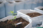 Home Grows: The Benefits and Downfalls of Space Buckets v. Tents