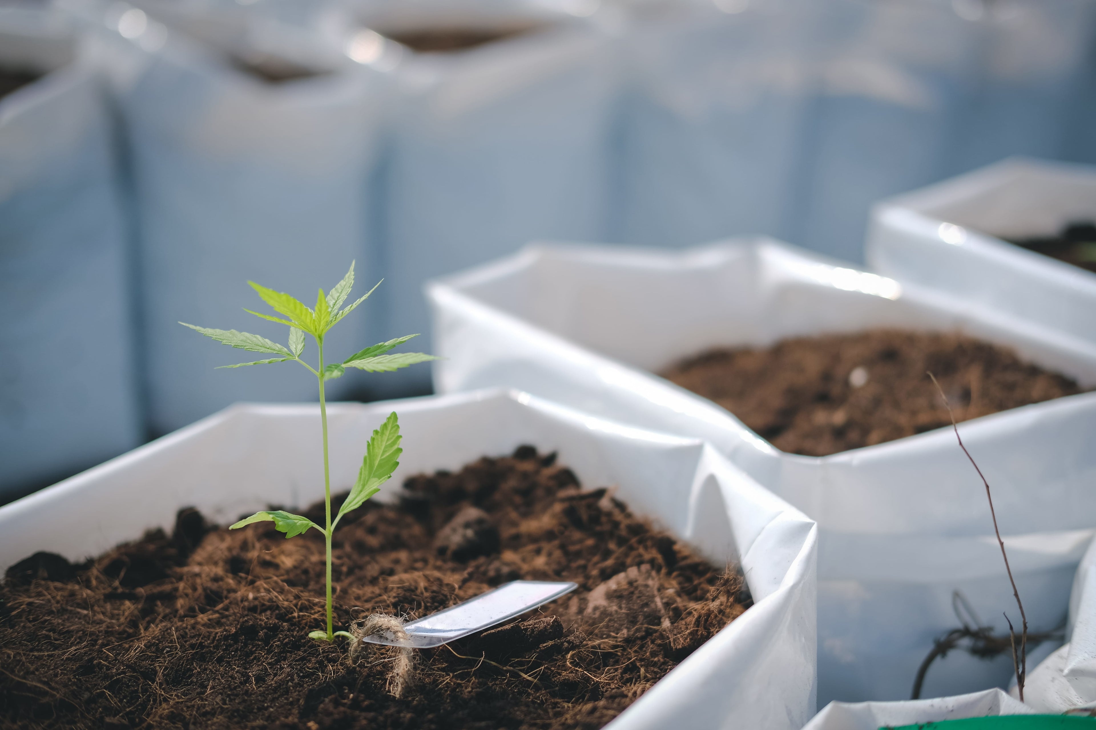Home Grows: The Benefits and Downfalls of Space Buckets v. Tents