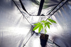 Home Grows: The Benefits and Downfalls of Space Buckets v. Tents