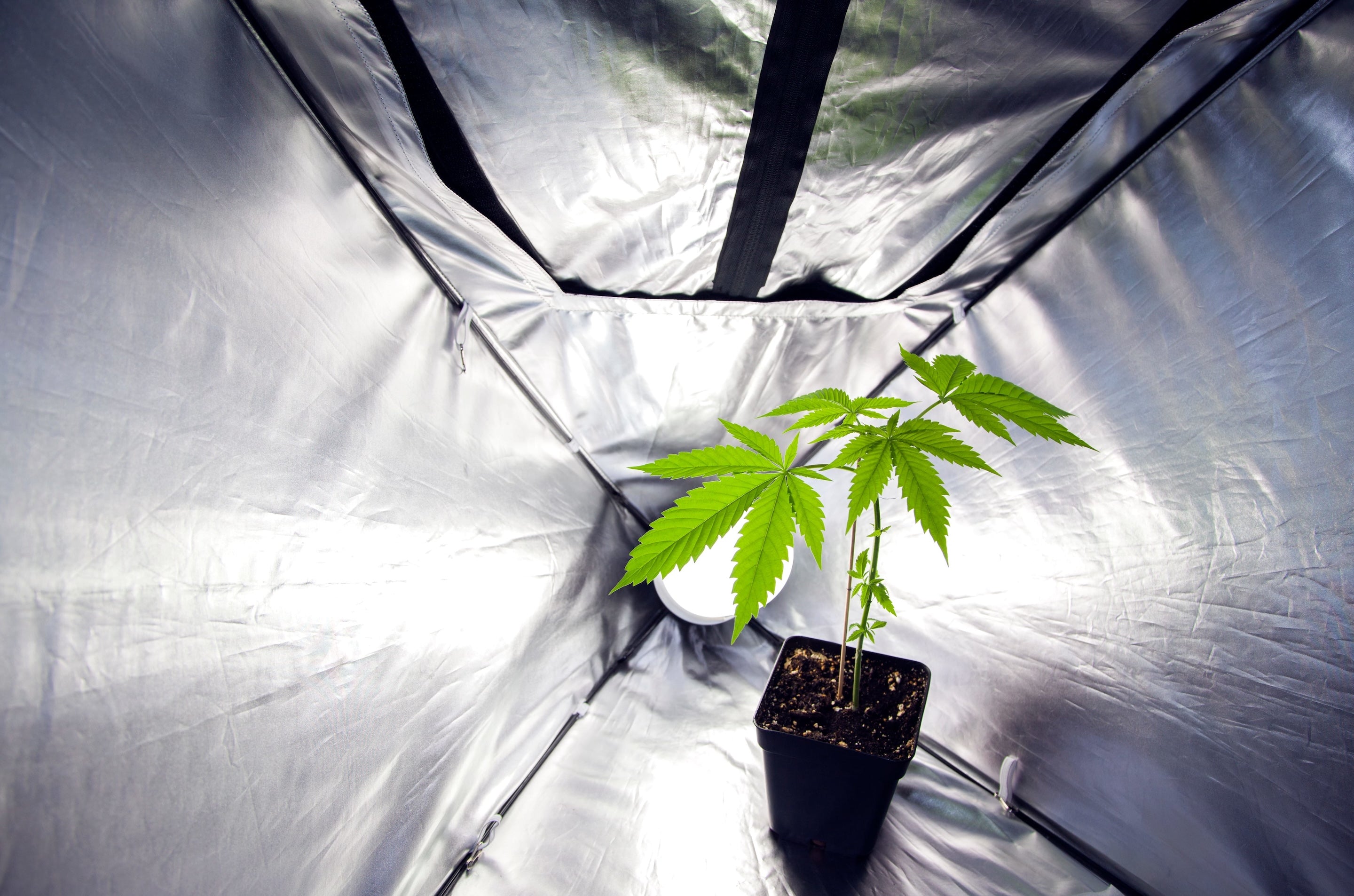 Home Grows: The Benefits and Downfalls of Space Buckets v. Tents