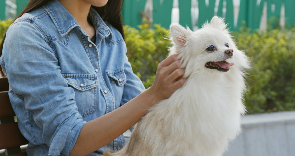 How Spaying or Neutering Cats and Dogs Helps the Planet
