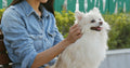 How Spaying or Neutering Cats and Dogs Helps the Planet