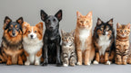 How Spaying or Neutering Cats and Dogs Helps the Planet