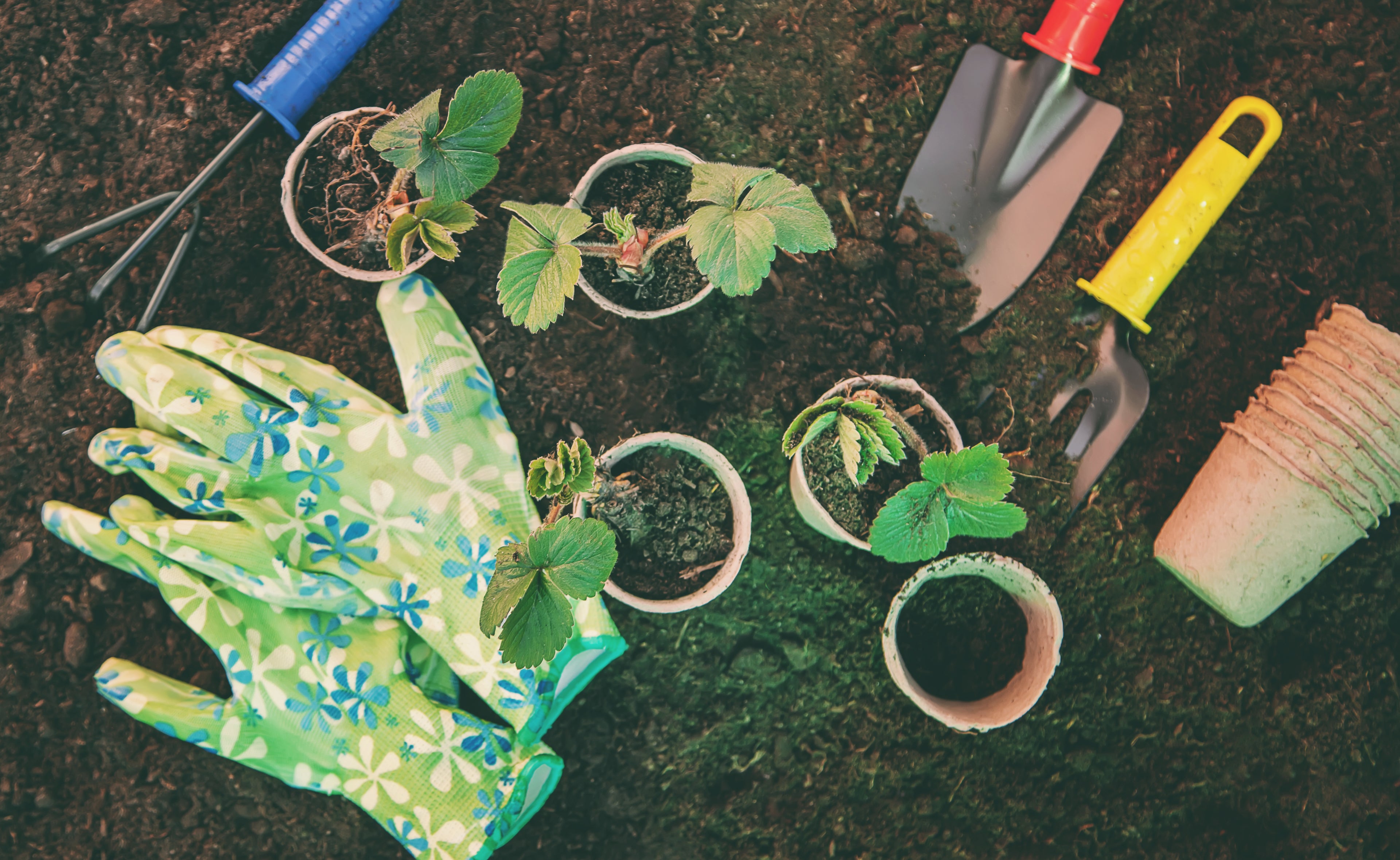 How to Create a Pet-Safe, Earth-Friendly Garden