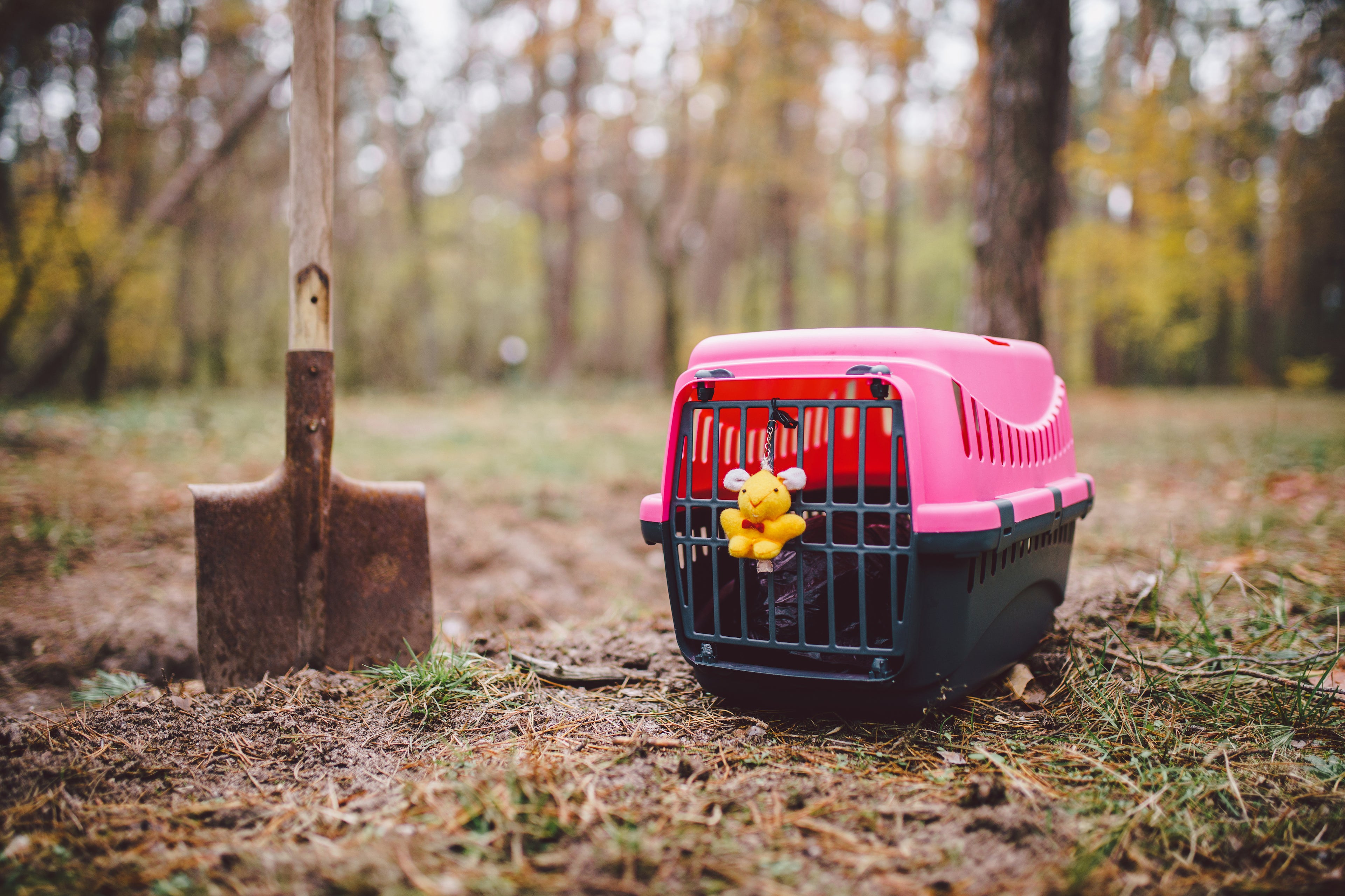 How to Give Your Pet a Green Burial