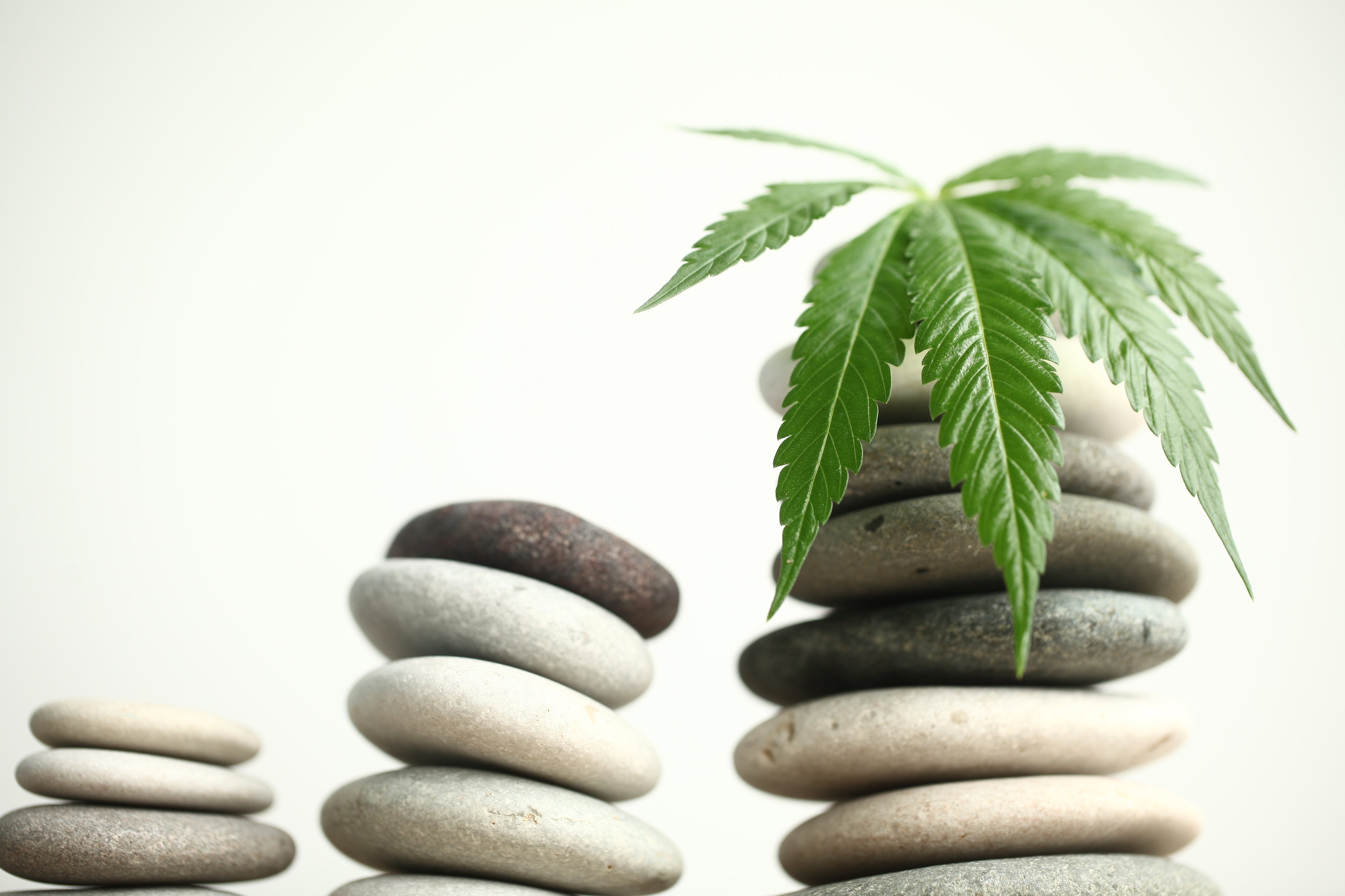 Inside The Relationship Between Cannabis and Yoga