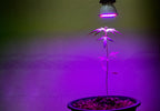 ‘In the Body:’ Indica Strains Are Known for Their Relaxing High