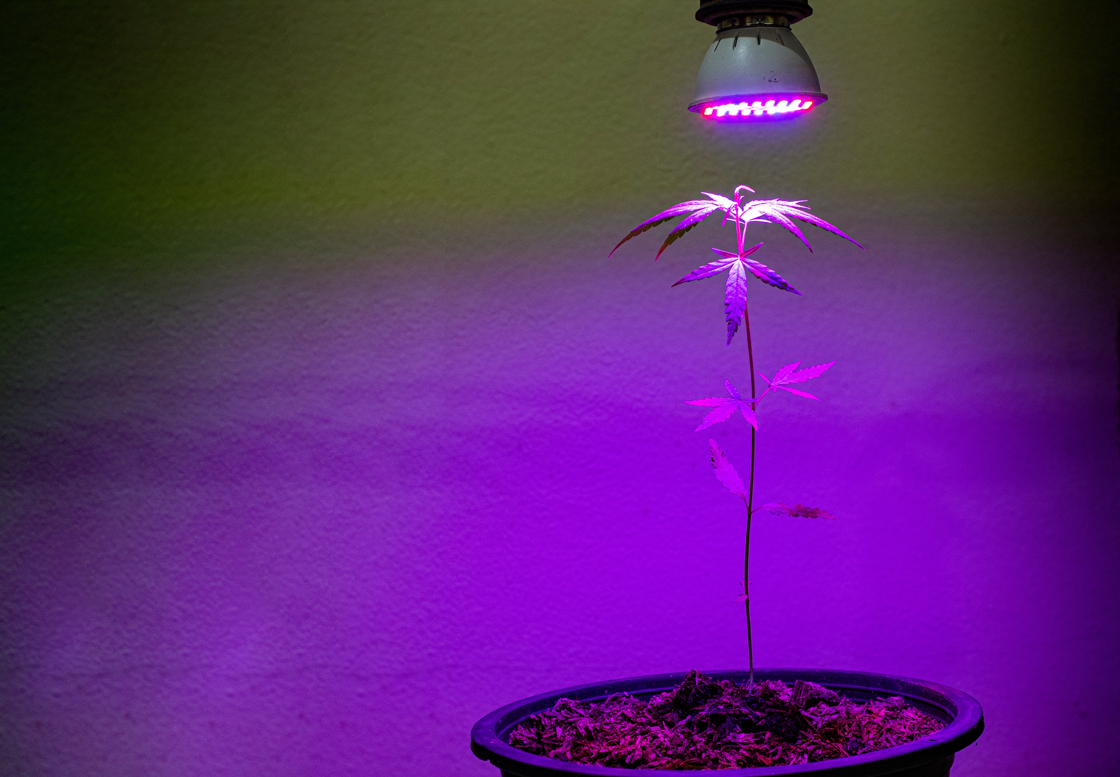 ‘In the Body:’ Indica Strains Are Known for Their Relaxing High