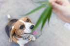 Is Cannabis Safe for Dogs? Here’s What You Need to Know