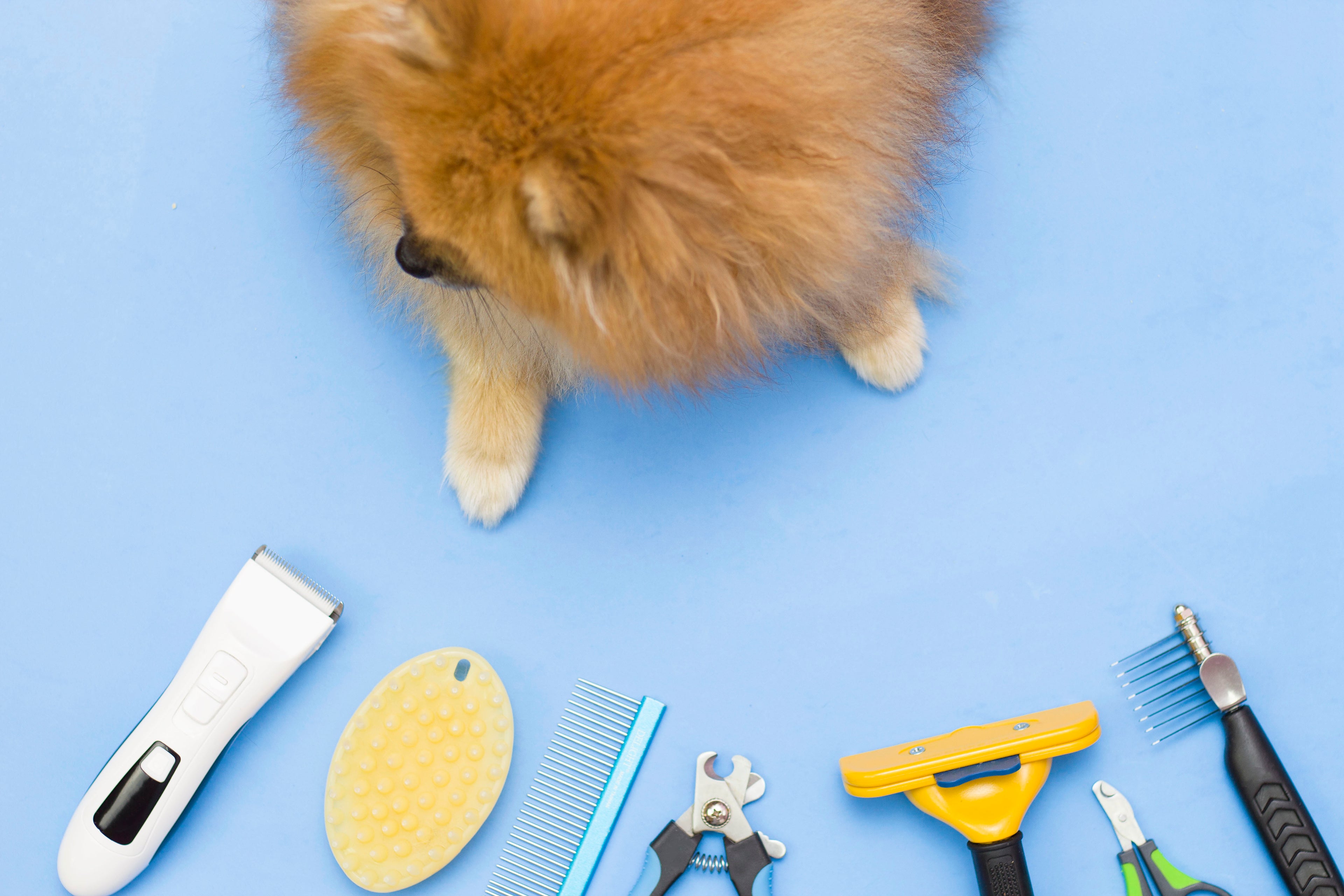 Pet Safe And Planet Safe Cleaning Products: Here’s What You Should Know