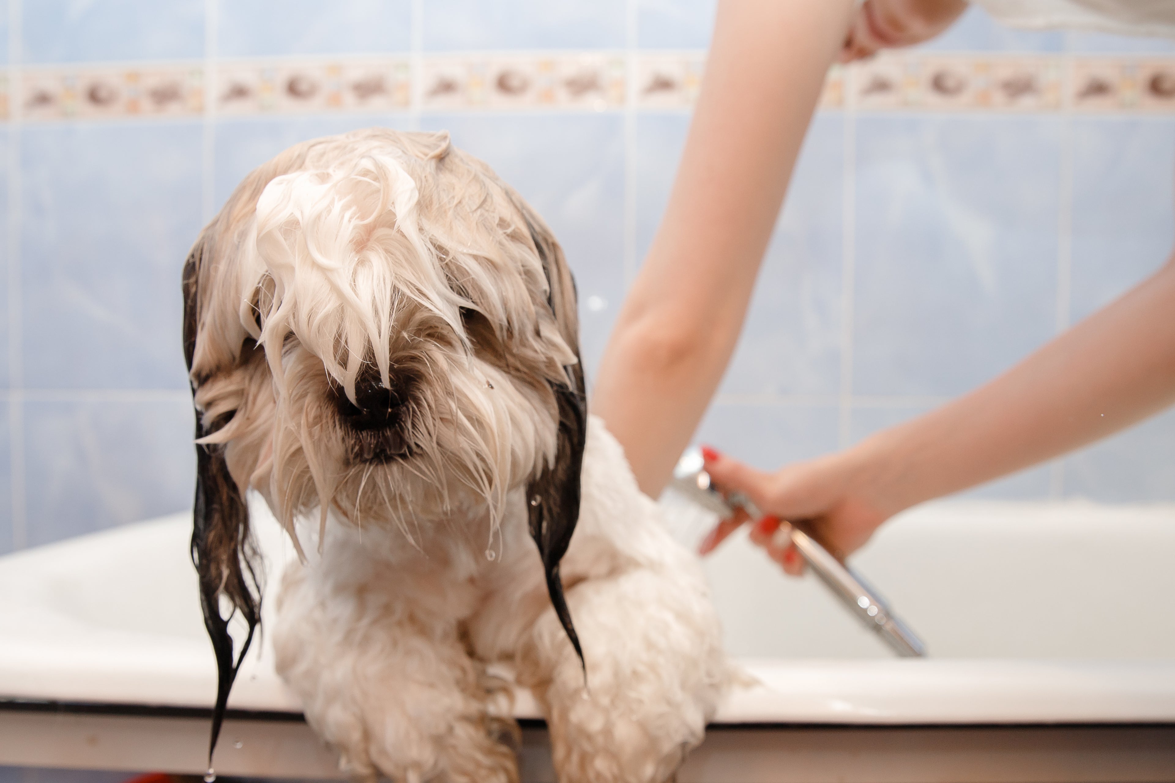 Lower Your Pet's Environmental Pawprint with These Green Grooming Tips