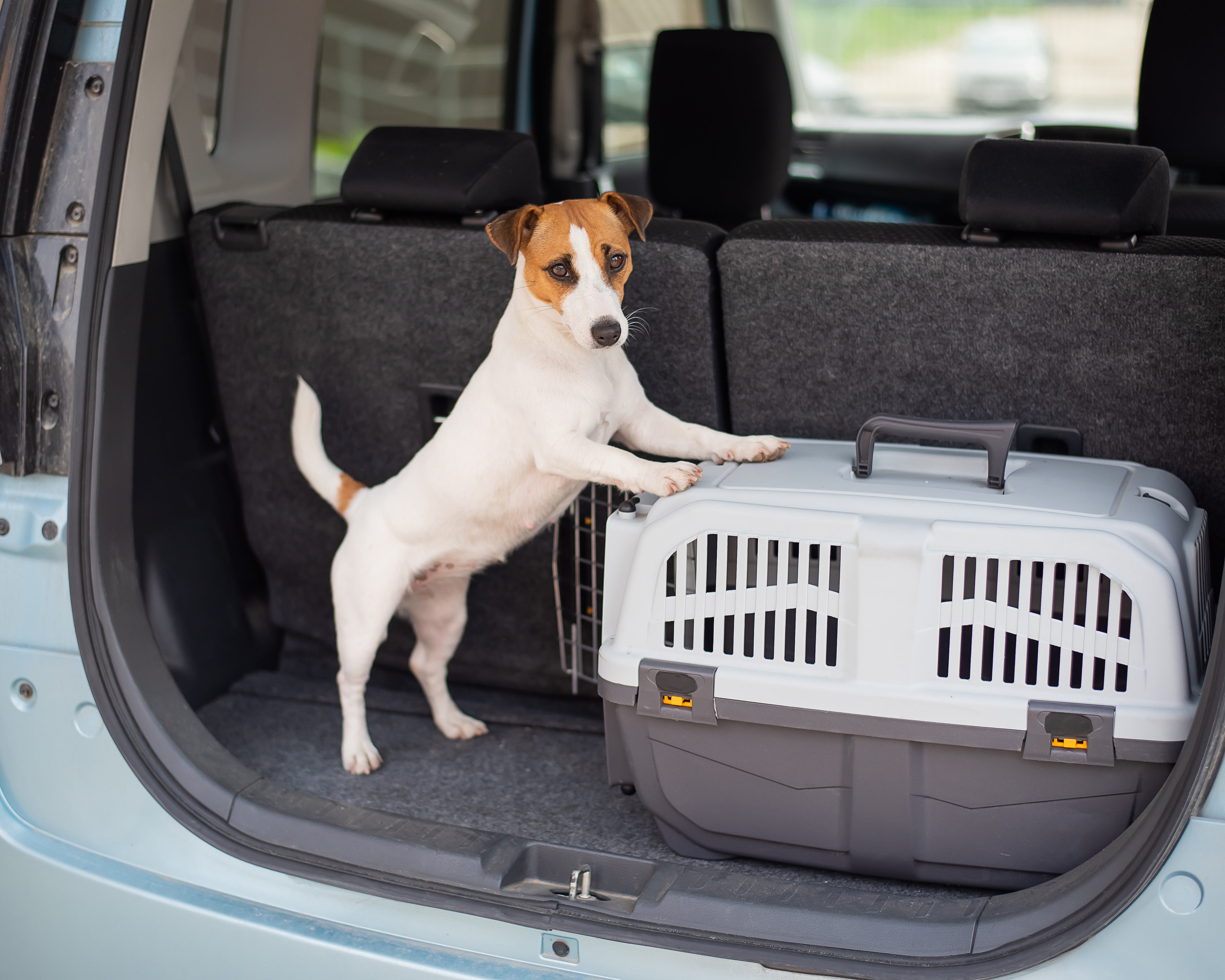Pet-Proof Your Vehicle With This Helpful Guide