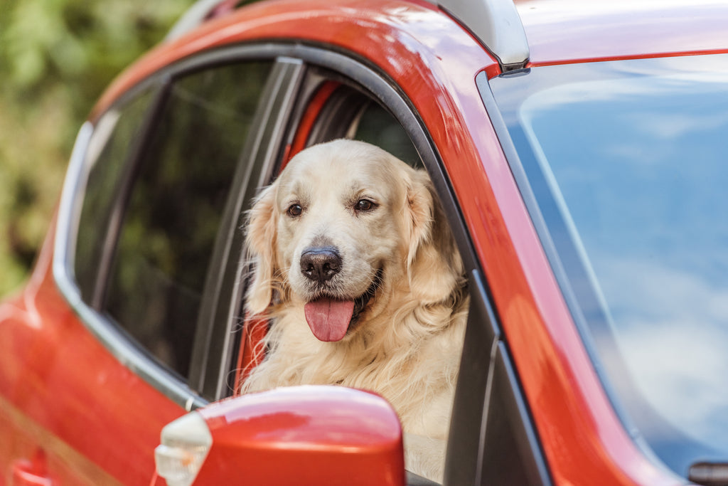 Pet-Proof Your Vehicle With This Helpful Guide