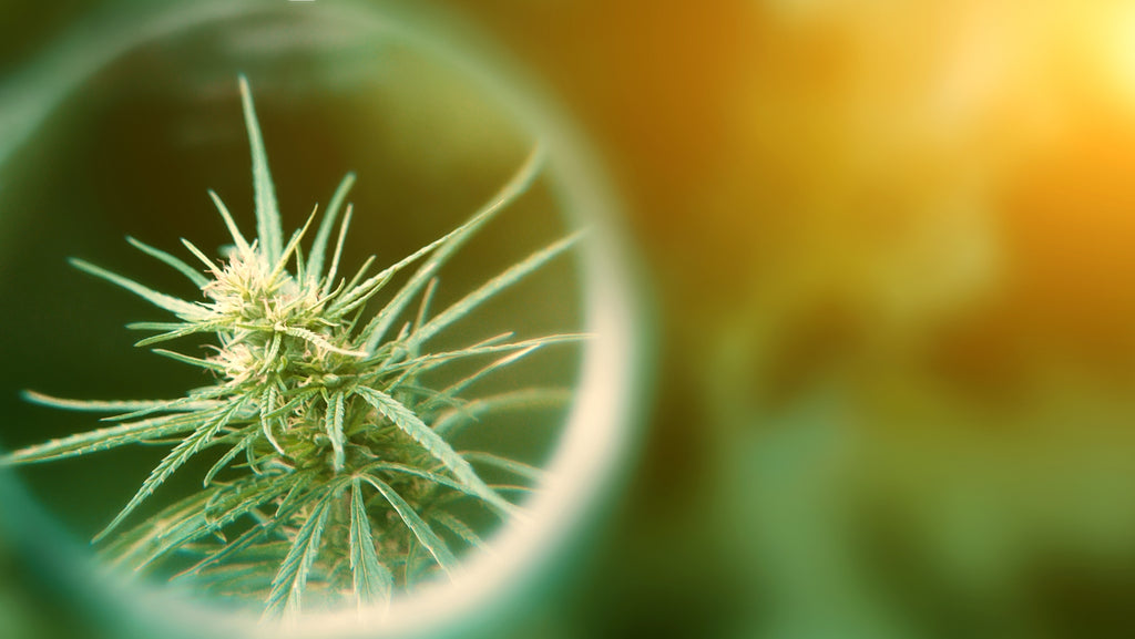 Potency Power: Exploring the Top 10 High-THC Cannabis Strains