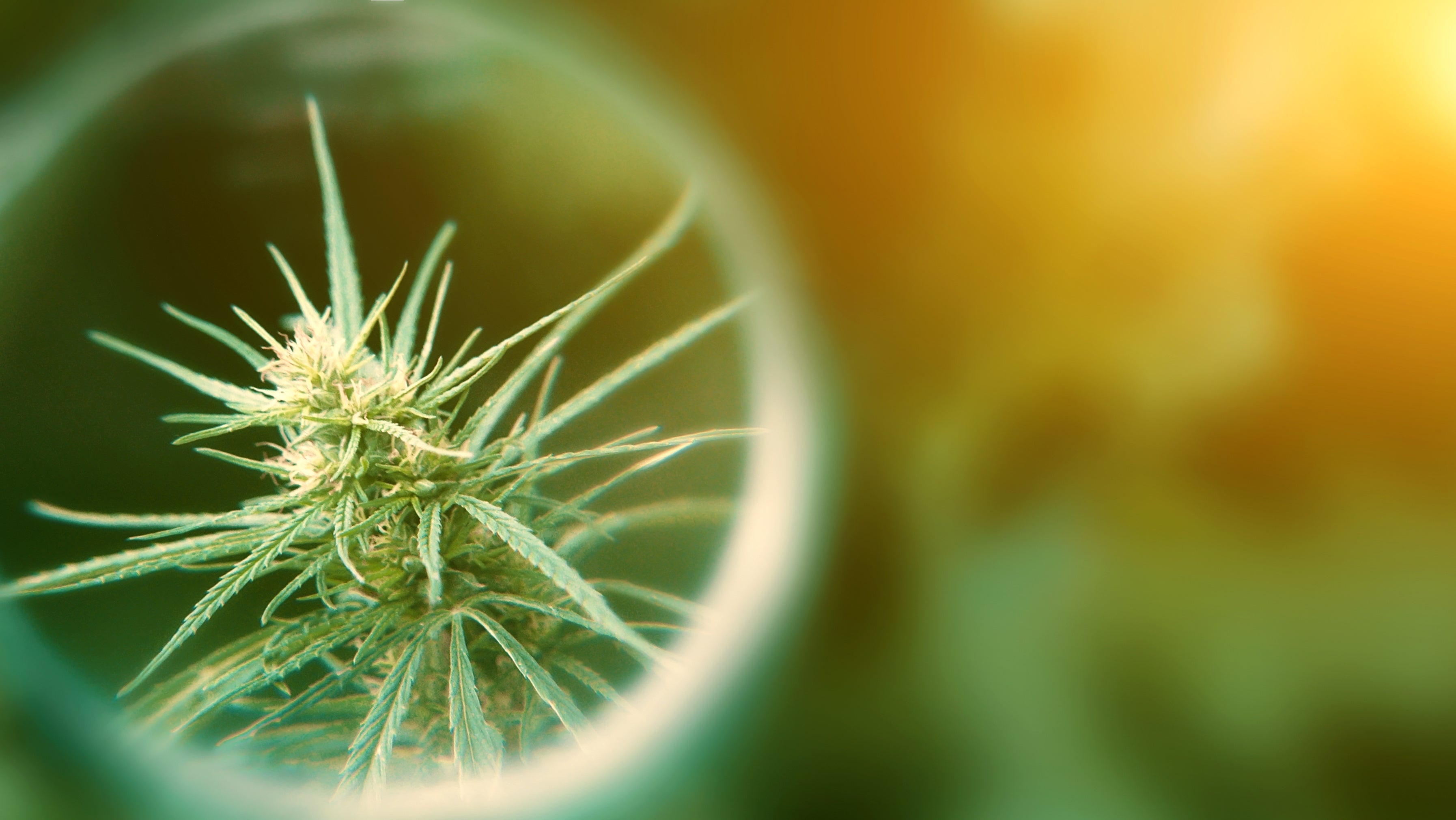 Potency Power: Exploring the Top 10 High-THC Cannabis Strains