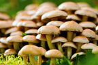 Psilocybin 101: A Breakthrough Mental Health Therapy