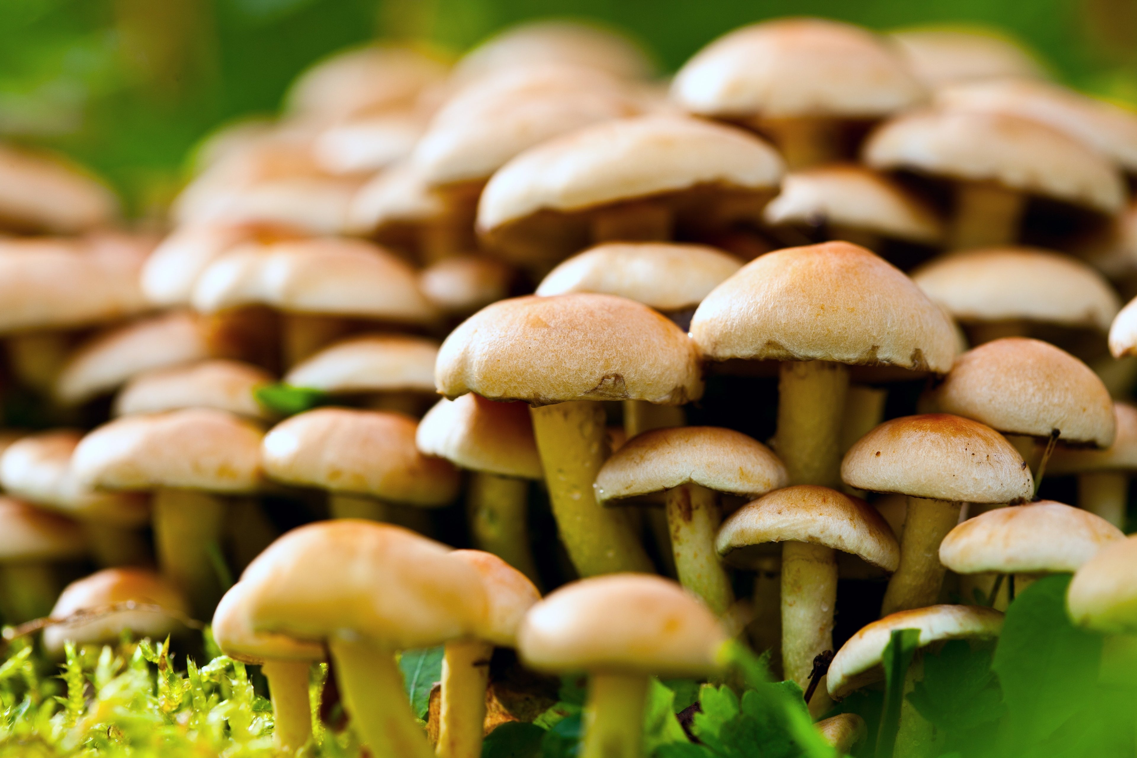 Psilocybin 101: A Breakthrough Mental Health Therapy