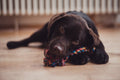 Save Money and Get Crafty with These DIY Dog Toys