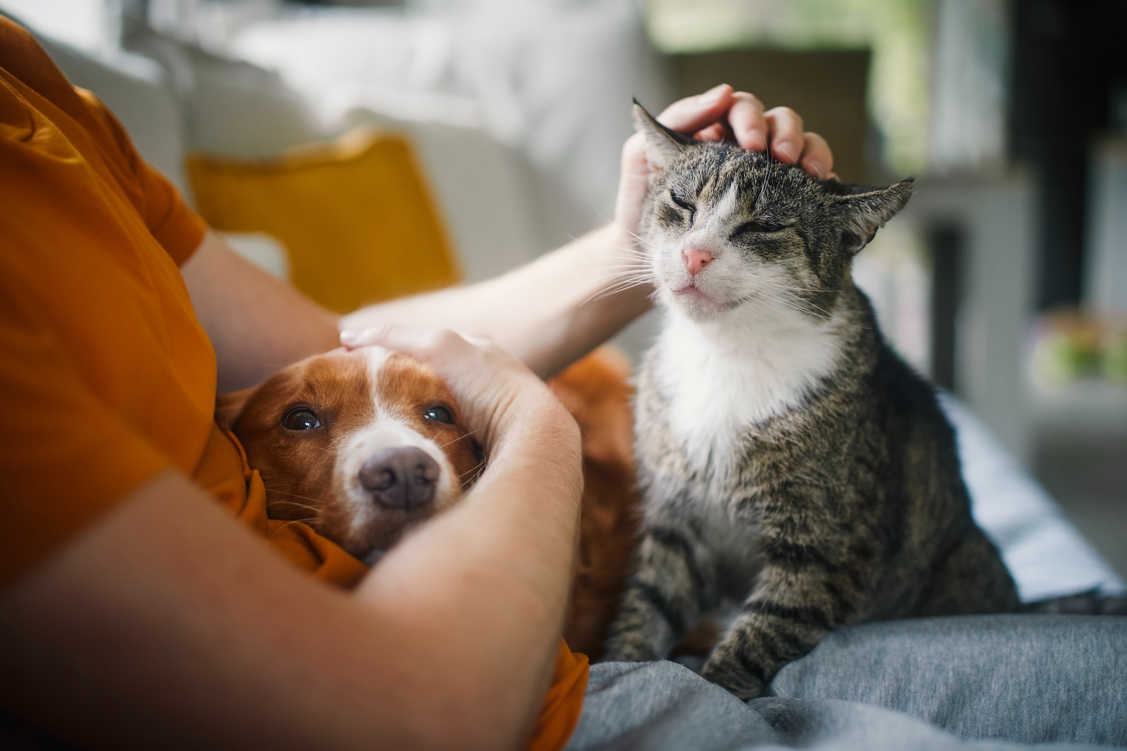 Shop Local for Pet Products to Help the Planet