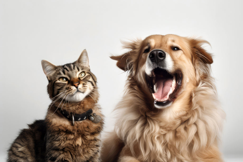 Shop Local for Pet Products to Help the Planet