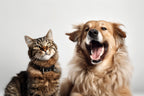 Shop Local for Pet Products to Help the Planet
