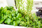 Start an Herb Garden Right in Your Own Kitchen